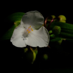 Trzykrotka Kwiat - Tradescantia / Fotografujemy Przyrodę