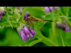 Wiosenna Uspokajająca Muzyka Relaksacyjna Do Snu