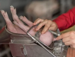 Prosięta: kastrować ze znieczuleniem czy tuczyć niekastrowane?