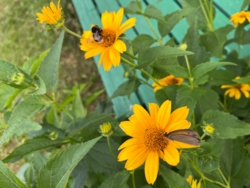 6596de1a-2f3e-4fa6-8cf0-e61a08f9ff13