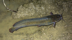 Ryba, która chodzi po lądzie i pożera ptaki. Ekolodzy: terroryzuje rzeki