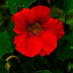 Nasturcja Większa - Tropaeolum Majus / Fotografujemy Przyrodę