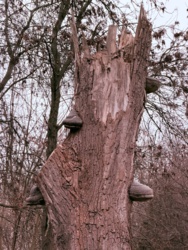 b9e57b32-81cd-4307-bde3-4eb305140c1c