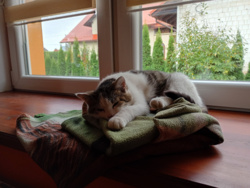 cde33b41-5948-4684-91d9-19b67a38faff