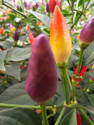 9eabe0dd-c436-4897-9831-e6bc8418cdfa