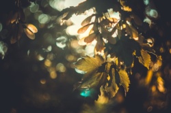 d331ea67-bbdd-4951-8f80-2b77c43b3baf