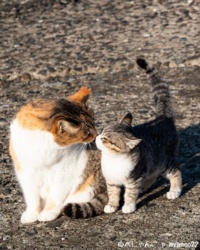 6b538eeb-7cda-4066-a627-247dd9dfc042