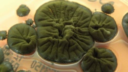 Wygląda na to, że grzyb z Czarnobyla wykształcił niezwykłą zdolność