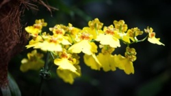 Mykolog: storczyki nie mogą istnieć bez grzybów