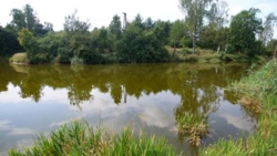 Ekspert UŚ: musimy nauczyć się żyć ze złotą algą