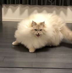 248ee2bb-9ec3-4393-8700-3becc1fa1099