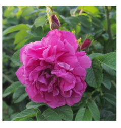 a8fa91da-06c6-4569-a20d-4a2b699d0ed7