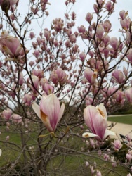 74cbfc99-e2cf-4ae5-929c-4aeb21417291