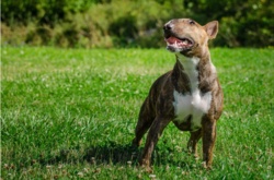 8-latek z obrażeniami twarzy trafił do szpitala. Zaatakował go pies