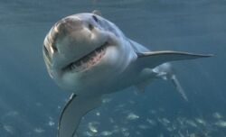 Australia: Nie będzie ataków rekinów. Będą "interakcje"