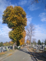 bb8df275-bb45-4b12-b496-dd80dfd7324a