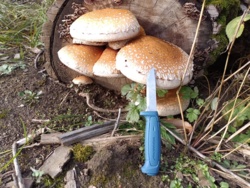 912ba421-4862-4d98-b159-62d8b9f55b34