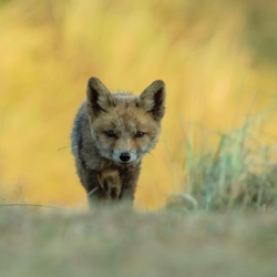 21a5908a-c52e-4190-af37-39178d00fc23