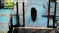 Panika, demolka i ranni klienci: Rozjuszony niedźwiedź wtargnął do sklepu