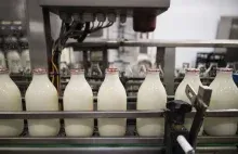 Mleko w skupie za 1,5 zł, a w markecie za 5 zł. Mleczarze stoją nad przepaścią