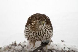 Apokalipsa ptaków. Młode jastrzębie wyskakują z gniazd