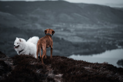 66ceccbe-41ed-458d-9839-112696d887e8