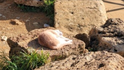 bf7f61f6-1f7e-4594-a527-f1848b1ead98