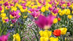 Łódź/ W ogrodzie botanicznym kwitnie ponad 50 tys. tulipanów