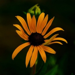 Rudbekia Owłosiona - Rudbecki Ahirta / Fotografujemy Przyrodę