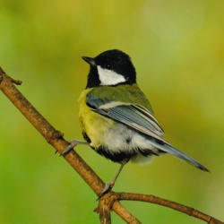 Sikora Bogatka - Parus Major / Fotografujemy Przyrodę