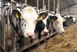 Przerażający widok w podlaskim gospodarstwie. 50-latek z zarzutami