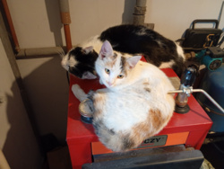 184a6680-d193-4dc4-8d5e-86cde2059bde