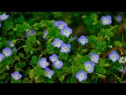 Wiosenna Relaksująca Muzyka Na Spokój Duszy