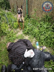 Bohaterski pies Trafik kończy serię włamań w Szczecinie! 39-latek zatrzymany dzięki niezawodnej psiej służbie