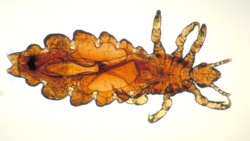 Wierni towarzysze. Część 1: O pochodzeniu wszy - Eksperyment Myślowy