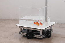 Nauczyli złotą rybkę prowadzić... akwarium na kółkach