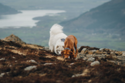 c4e94ae5-4f3b-4322-9bf0-4e6ce6092135