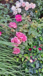 c252a245-bd49-4bca-9bad-d44ab17e7b8e