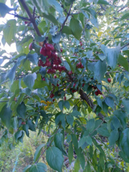 fc6fe8df-e088-447d-909a-6de2f10d3653