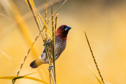 Rozwiń fotograficzne skrzydła! Oto, jak fotografować ptaki