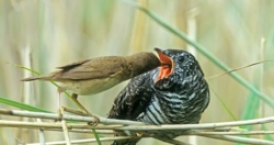 Kukułka kontra potencjalni żywiciele nie swoich piskląt - wyścig zbrojeń