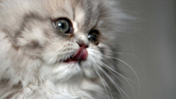 Rozpoczęło się polowanie na koty. Do 2050 roku wszystkie wolnożyjące mruczki mają zniknąć