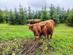Widziałeś te krowy? Nietypowa akcja poszukiwawcza w Łódzkiem