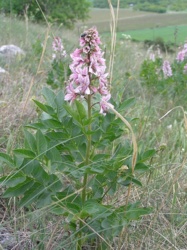 Roślinka na dziś: Dyptam jesionolistny