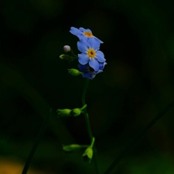 Niezapominajka Błotna - Myosotis Scorpioides / Fotografujemy Przyrodę