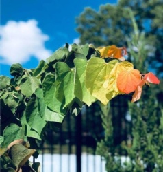 421ccfb8-8161-4269-9f12-0ada9e409749