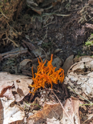 71211bf5-78c9-464c-9b25-120e5088aa88