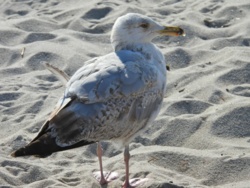 1aa1fe75-ad93-4b60-9907-c07545afcaf8