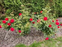 4c95f9a3-7ead-47ff-92ae-3b848519a989