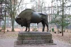 Skąd wziął się żubr w Spale? Majestatyczne zwierzę trafiło tu spod Białowieży